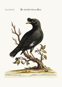 中国のムクドリまたは黒鳥、1749-73